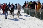 123Кубок Удмуртии в гонках на ездовых собаках 14.03.2015