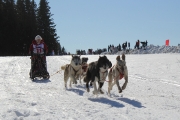 123Кубок Удмуртии в гонках на ездовых собаках 14.03.2015