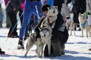 123Кубок Удмуртии в гонках на ездовых собаках 14.03.2015
